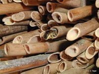 Murarka powracająca do gniazda